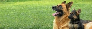 german shepherd dog and puppy