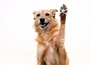 paw in the air