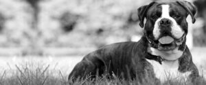 About Our Dog Trainers BW compressed