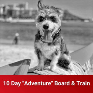 10 Day Adventure Board Train