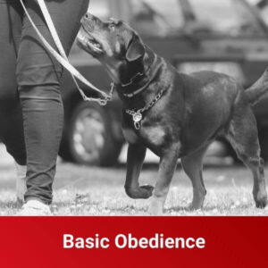Basic Obedience training