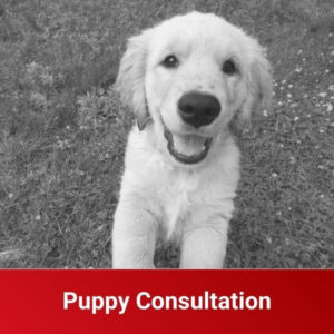 Puppy Consultataion Training